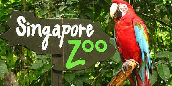 singapore-zoo