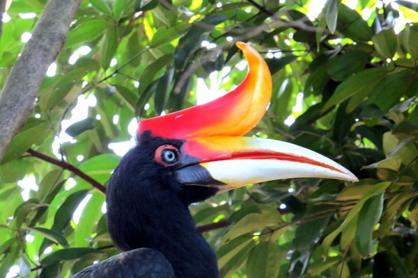 Kuala_Lumpur_Bird_Park